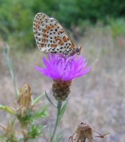 Melitaea didyma ?